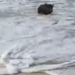 Cinghiale fa bagno in mare all'Isola d'Elba3