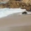 Cinghiale fa bagno in mare all'Isola d'Elba