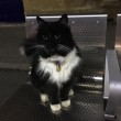 Felix gatta anti-topi "assunta" dalla stazione5