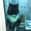 Felix gatta anti-topi "assunta" dalla stazione6