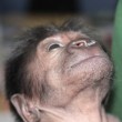 Ginecologo fa partorire gorilla col cesareo12