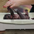 Ginecologo fa partorire gorilla col cesareo2