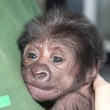 Ginecologo fa partorire gorilla col cesareo