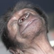 Ginecologo fa partorire gorilla col cesareo11