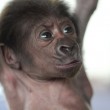 Ginecologo fa partorire gorilla col cesareo10