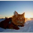 Jesper, gatto sciatore che si comporta da cane 5