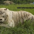 Kenny, tigre bianca col muso che sembra un orso4