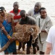 Kenya, cucciolo di giraffa salvato dopo 4 ore nel fiume4