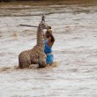 Kenya, cucciolo di giraffa salvato dopo 4 ore nel fiume3