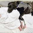 Labrador e bimbo autistico inseparabili anche in ospedale 3