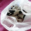 Mamma cane con cuccioli morti nel sacchetto