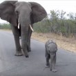 Mamma elefante difende cucciolo dai paparazzi