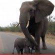 Mamma elefante difende cucciolo dai paparazzi3