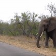 Mamma elefante difende cucciolo dai paparazzi4
