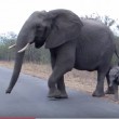 Mamma elefante difende cucciolo dai paparazzi2