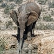 YOUTUBE Mamma elefante salva cucciolo caduto nel fango3