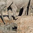 YOUTUBE Mamma elefante salva cucciolo caduto nel fango