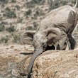 YOUTUBE Mamma elefante salva cucciolo caduto nel fango4