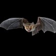Pipistrelli portatori di Ebola mai infetti