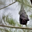 Pipistrelli portatori di Ebola mai infetti3