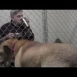 Pitbull non mangia veterinario entra in gabbia4