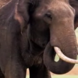Turista ucciso da un elefante a Kho Samui, Thailandia 2