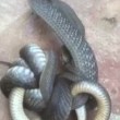 Serpente marrone australiano cannibale e velenosissimo7
