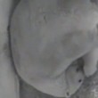 YOUTUBE Orso polare appena nato stringe il corpo della mamma3