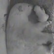 YOUTUBE Orso polare appena nato stringe il corpo della mamma2