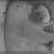 YOUTUBE Orso polare appena nato stringe il corpo della mamma