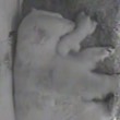 YOUTUBE Orso polare appena nato stringe il corpo della mamma5