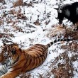 YOUTUBE Tigre Amur e capra Timur amicizia finita