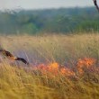 YOUTUBE Australia: nibbio e falco appiccano incendi per...2