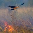 YOUTUBE Australia: nibbio e falco appiccano incendi per...3
