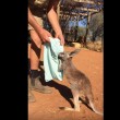 Canguro orfano usa sacchetto come marsupio2
