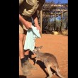 Canguro orfano usa sacchetto come marsupio4