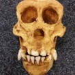 Cranio scimmia in valigia: souvenir all'aeroporto di Monaco