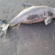 delfino2Delfino cucciolo muore per colpa turisti che vogliono selfie 4