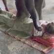 YOUTUBE Elefante massaggia turisti in Thailandia: nuova moda01