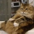 YOUTUBE Gatto si massaggia la pancia: relax felino in video 3