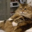 YOUTUBE Gatto si massaggia la pancia: relax felino in video 2