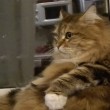 YOUTUBE Gatto si massaggia la pancia: relax felino in video