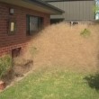 L'invasione dell'erba pelosa in Australia