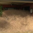 L'invasione dell'erba pelosa in Australia3