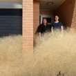 L'invasione dell'erba pelosa in Australia10