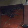 Lancia alligatore in ristorante: processo per assalto armato01