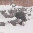 VIDEO Panda gigante gioca con la neve allo zoo di Toronto