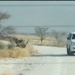 YOUTUBE Rinoceronte attacca suv turisti al safari in Namibia 4