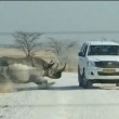 YOUTUBE Rinoceronte attacca suv turisti al safari in Namibia 3