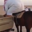 YOUTUBE Saudita obeso prova a montare a cavallo ma...03